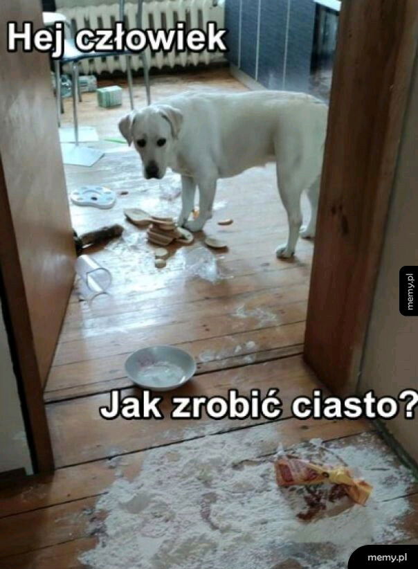 🐶🍰