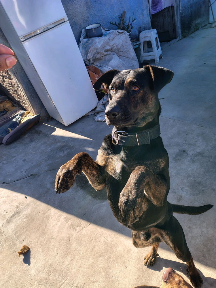 Loki