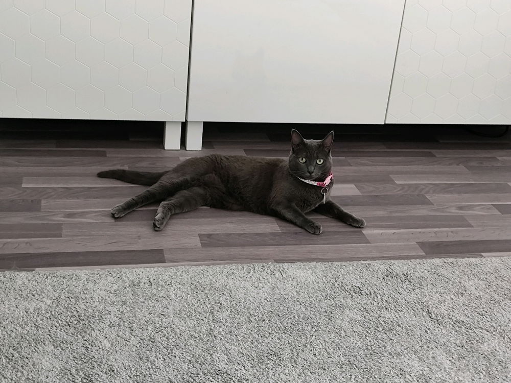 Je Crois Qu'elle Sait Qu'elle Est Une Princesse ... 😻😻😻🤣🤣🤣