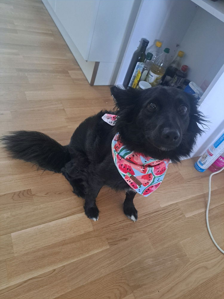 Bonnie and her new Bandana