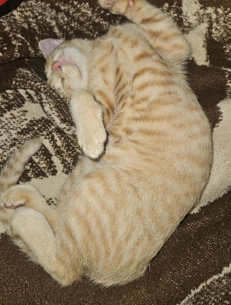Mandarina 🍊