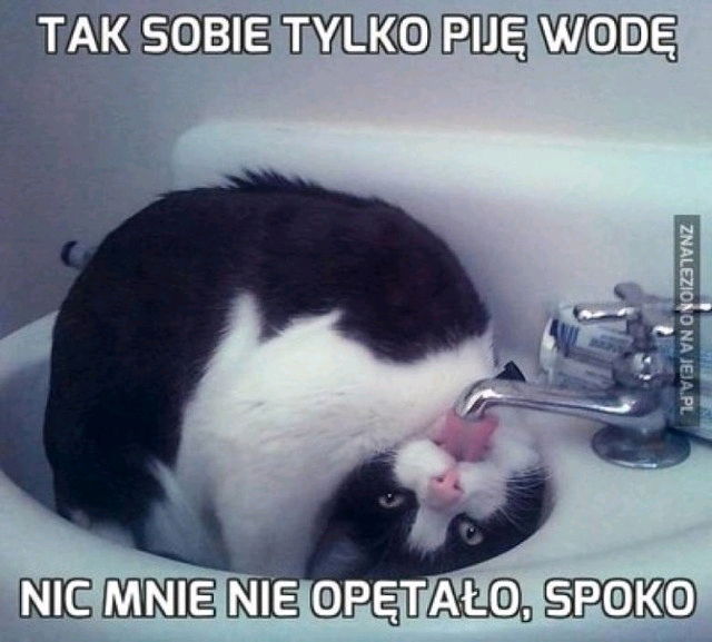 Koty gramoty