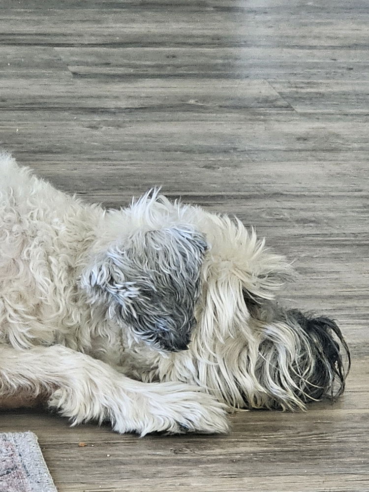 I will be away for some time.. I lost my best friend this morning. It was too soon 🤍💔😢