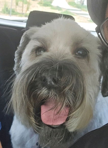 I will be away for some time.. I lost my best friend this morning. It was too soon 🤍💔😢