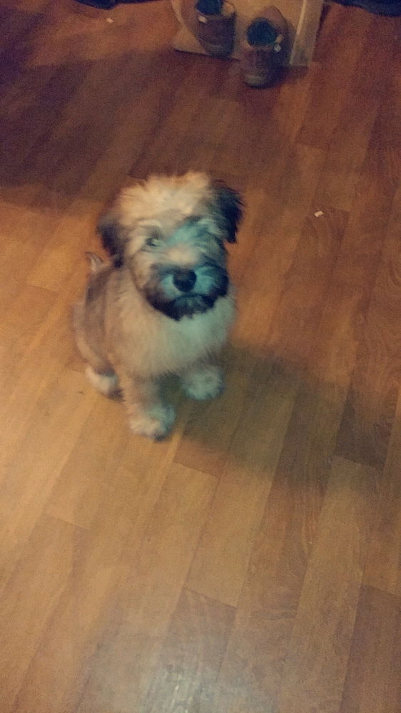 I will be away for some time.. I lost my best friend this morning. It was too soon 🤍💔😢