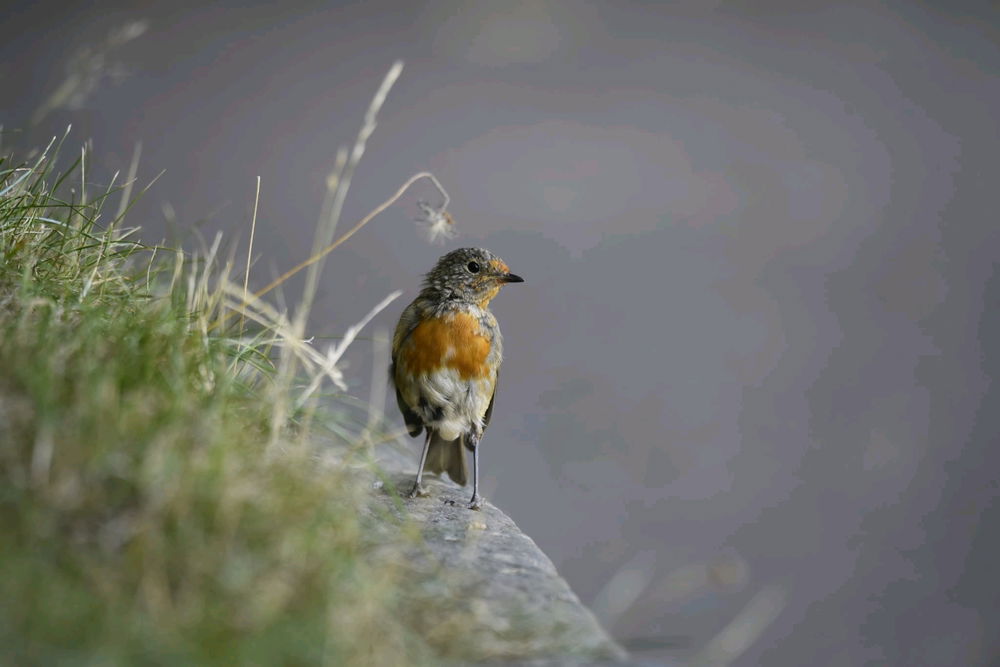 Taken today, just had to share this cutie