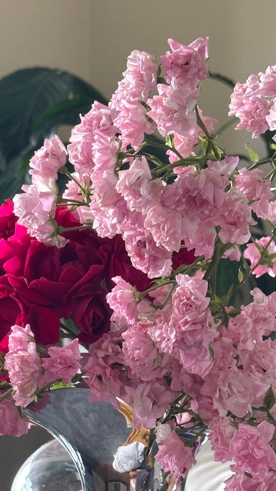 Been a while since i posted… here feast your eyes upon this beautiful flower