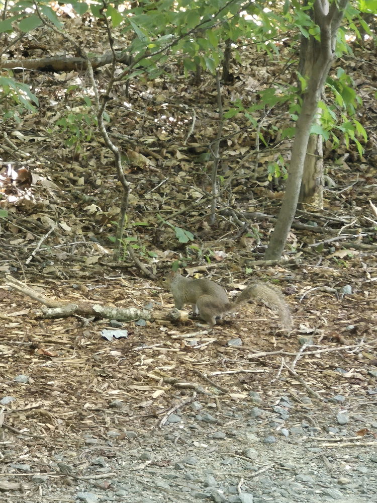 Look who i found at my local park on walk in woods yesterday I only wish I had some walnuts for him 😍 😊