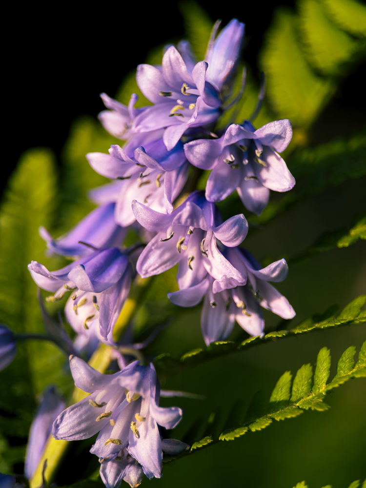 Some flowers
