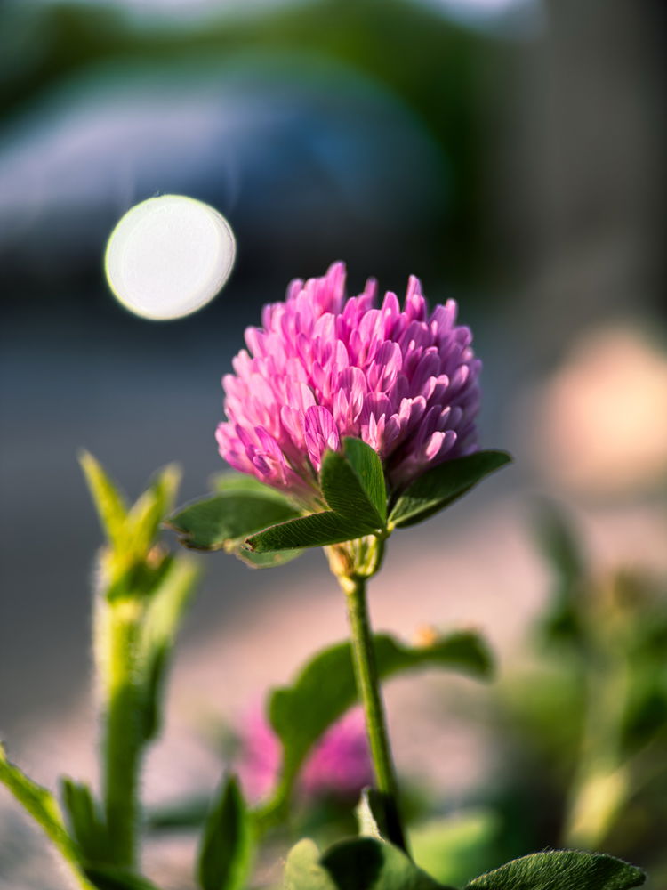 Some flowers