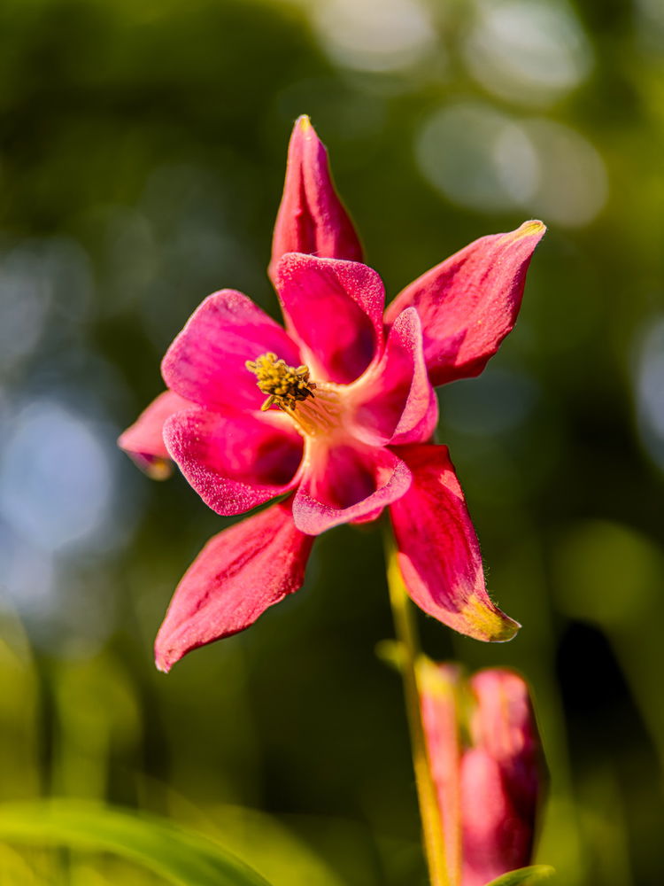 Some flowers