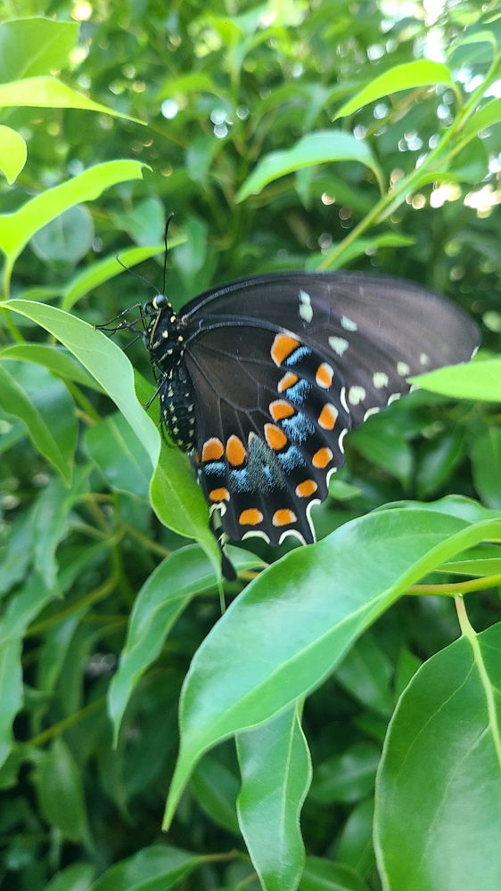 Spicebush Swallowtail Butterfly