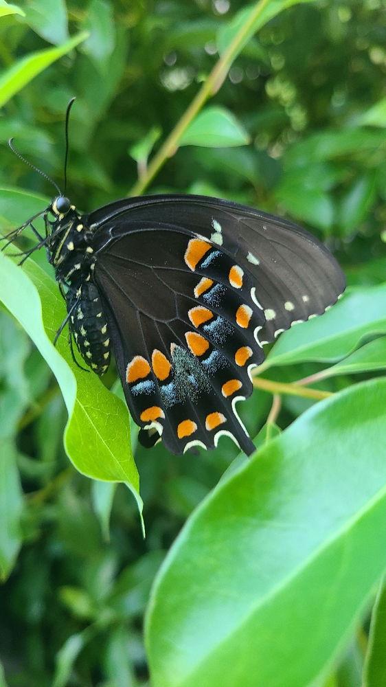 Spicebush Swallowtail Butterfly
