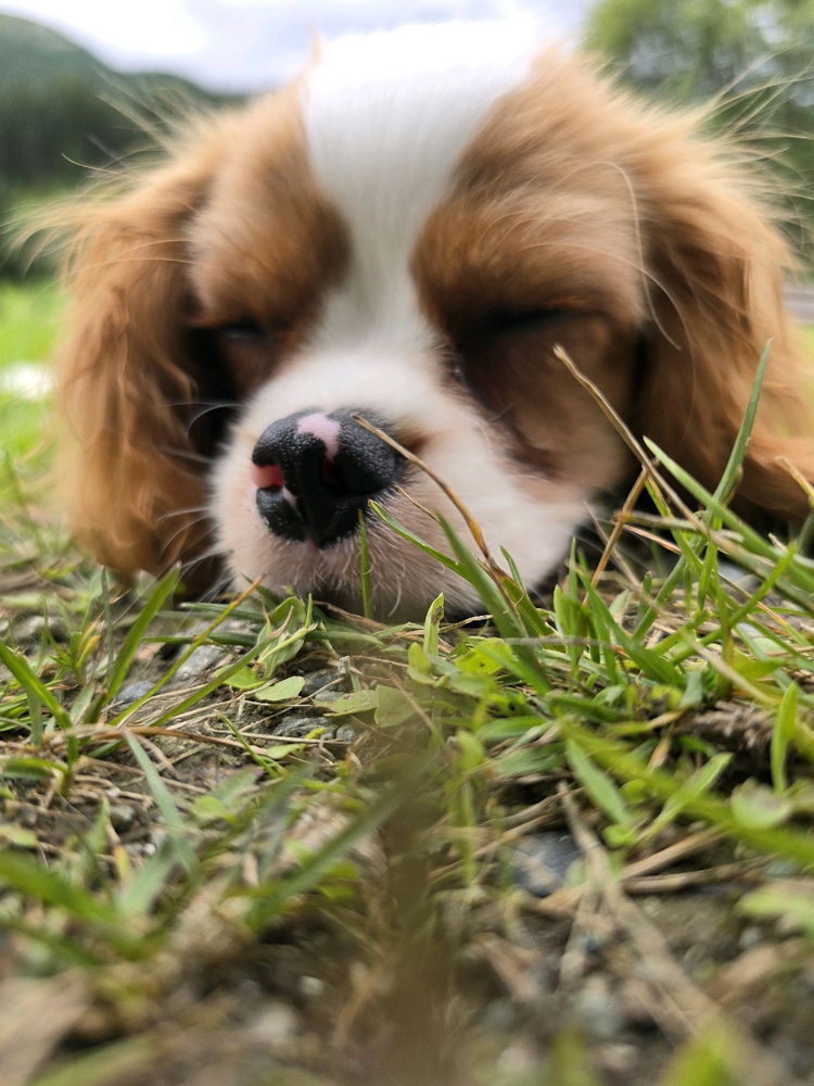 F(ELIX)ELICITÀ ❤️❤️❤️🐶🐶🐶