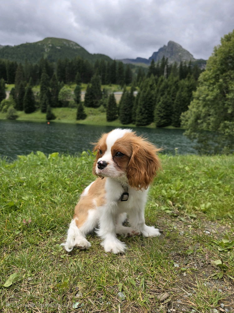 F(ELIX)ELICITÀ ❤️❤️❤️🐶🐶🐶