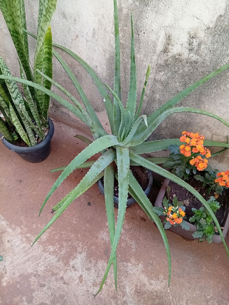 Curiosidade