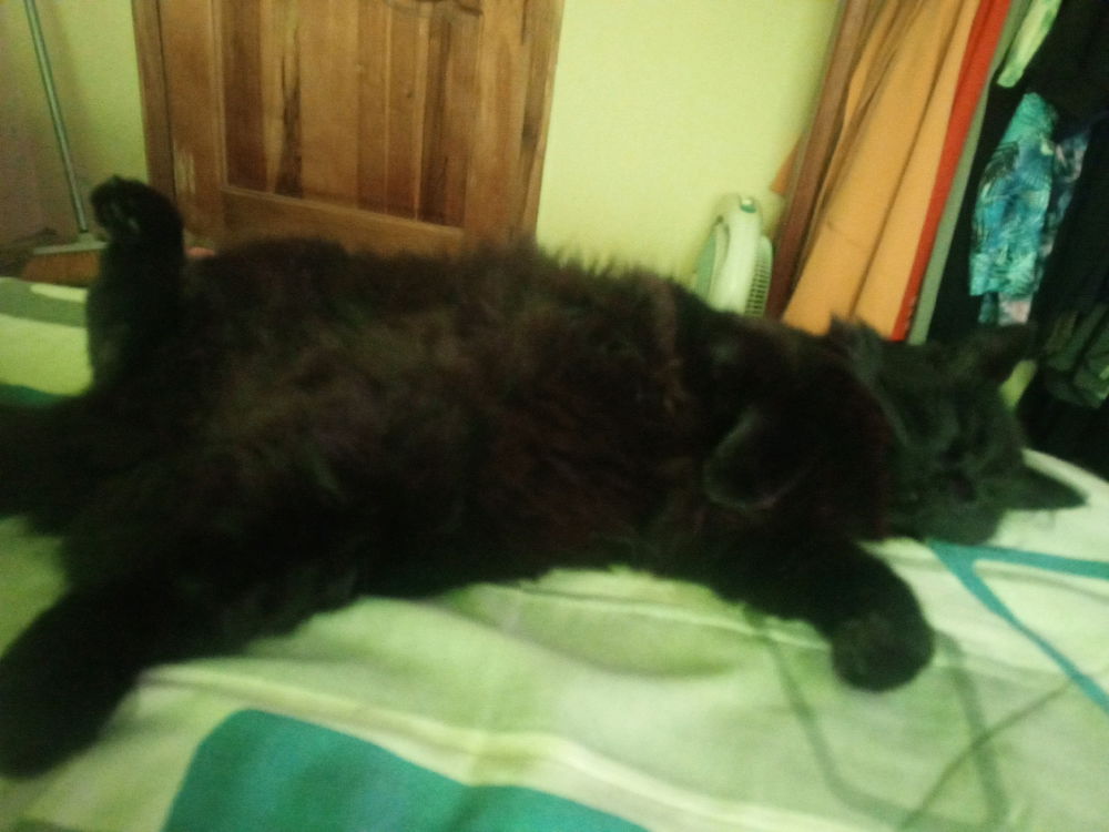 Phoebe