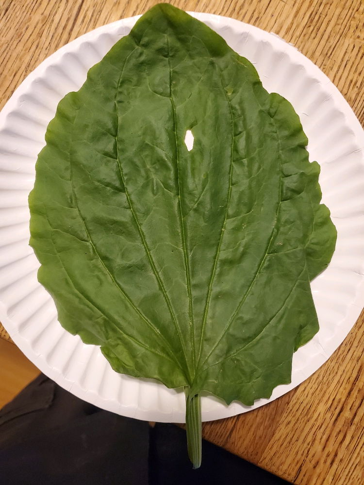 Broadleaf plantain