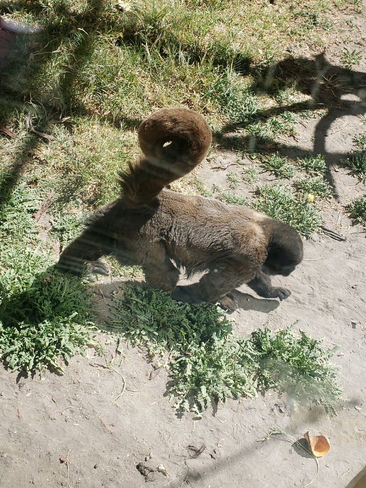 Zoo de Arequipa