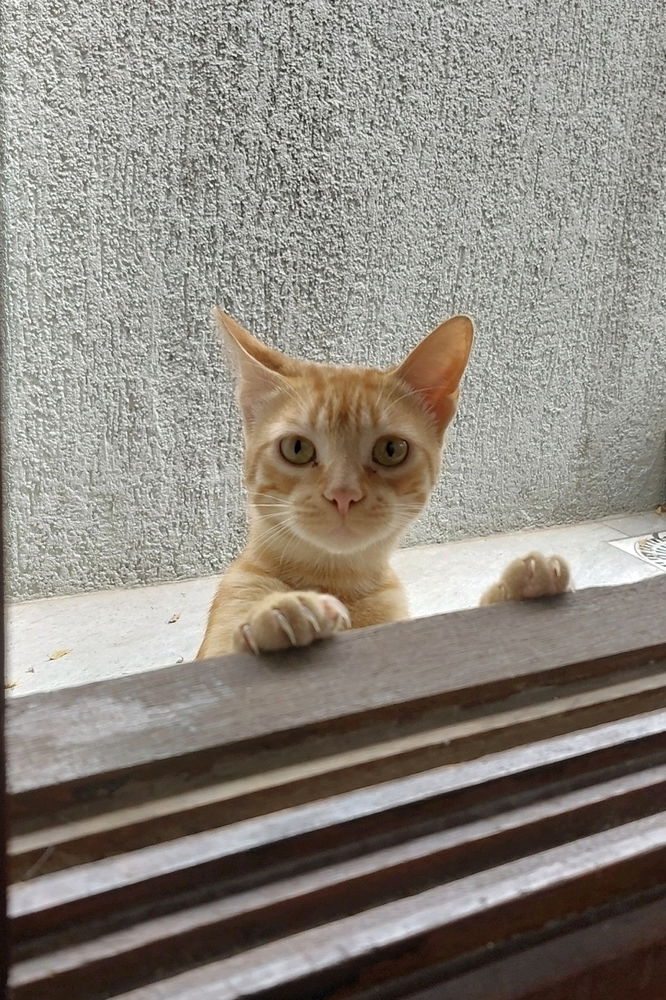 Eu quero fotos
