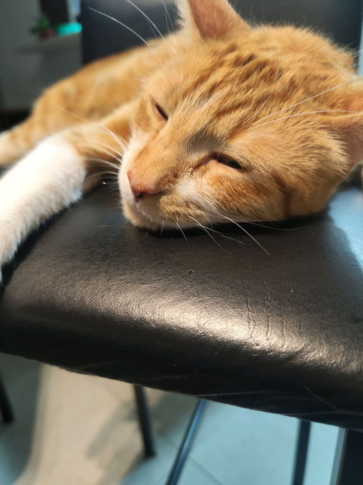 Dormir dormir