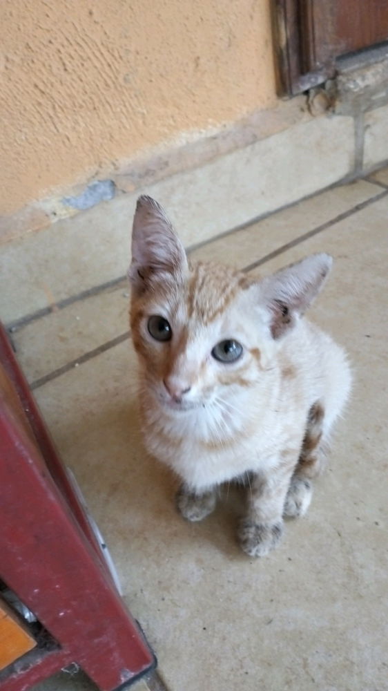 Lindo