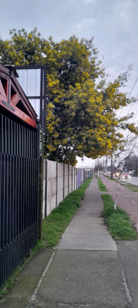 Empieza la temporada de alergias