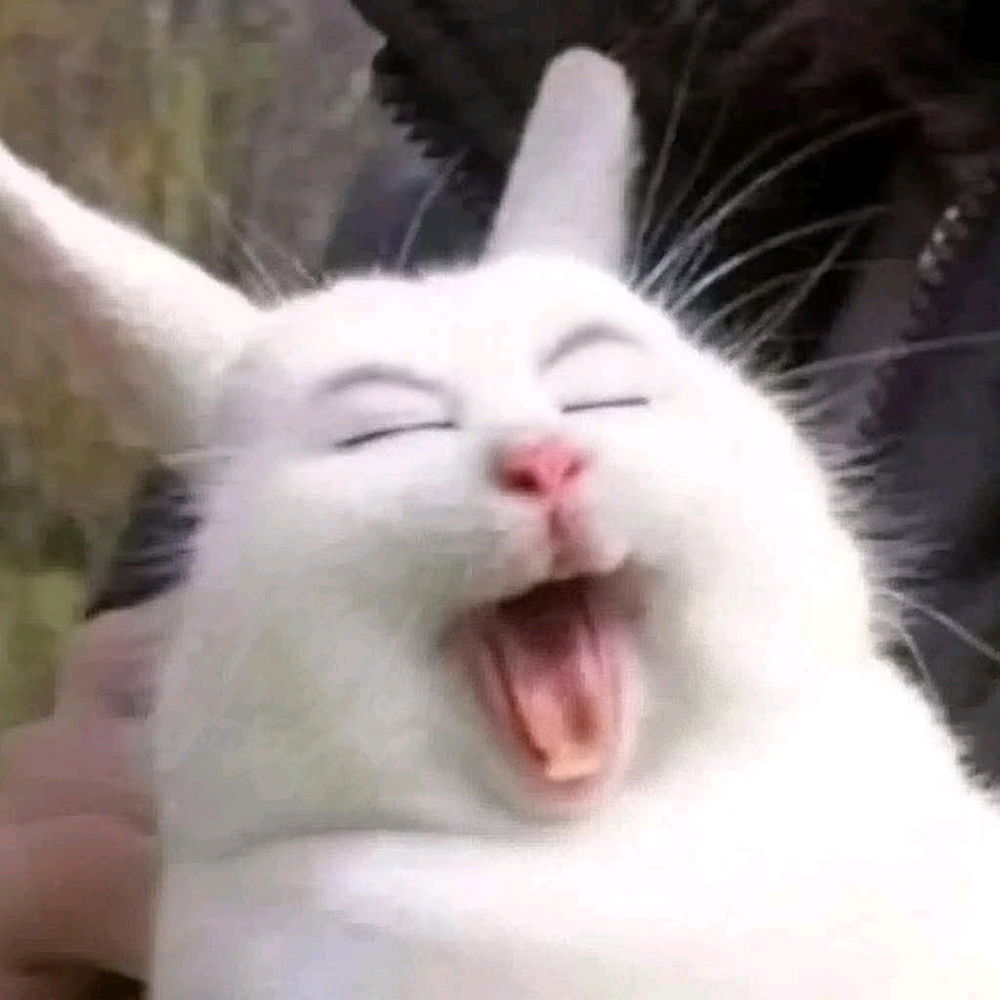 🐰