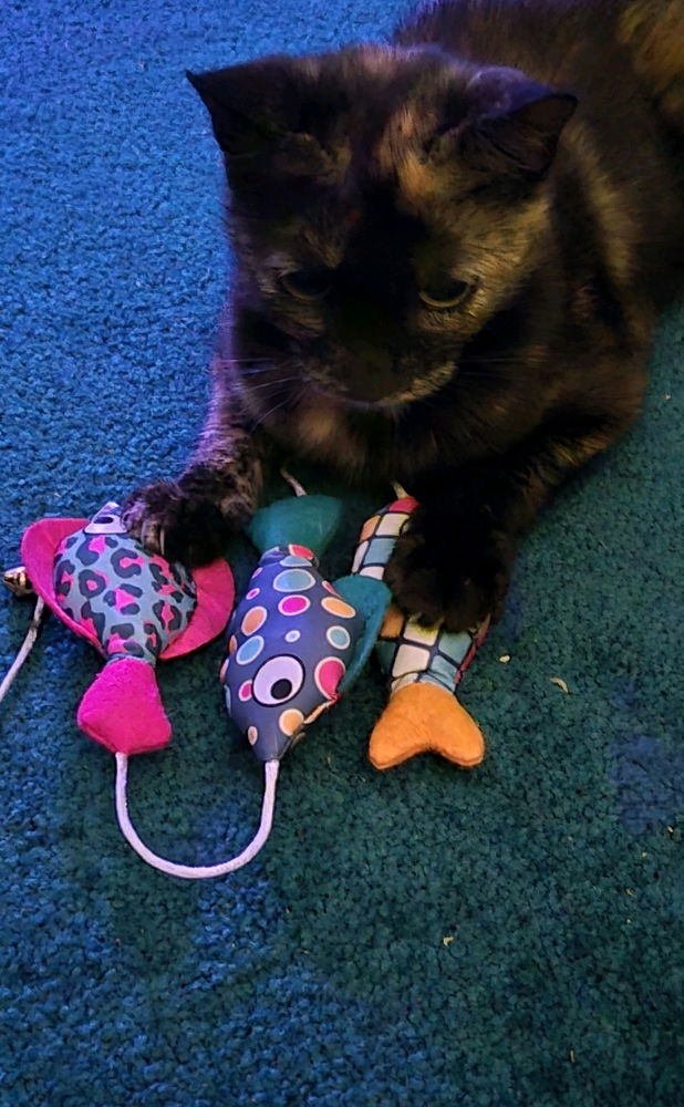 Khajiit has wares, if you have coin 🪙🐱