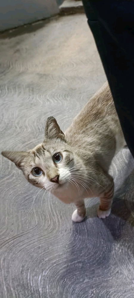 Gatos que me encuentro en la calle pt3