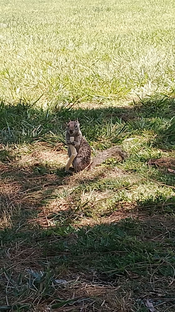 Esa ardilla me estuvo siguiendo todo el día