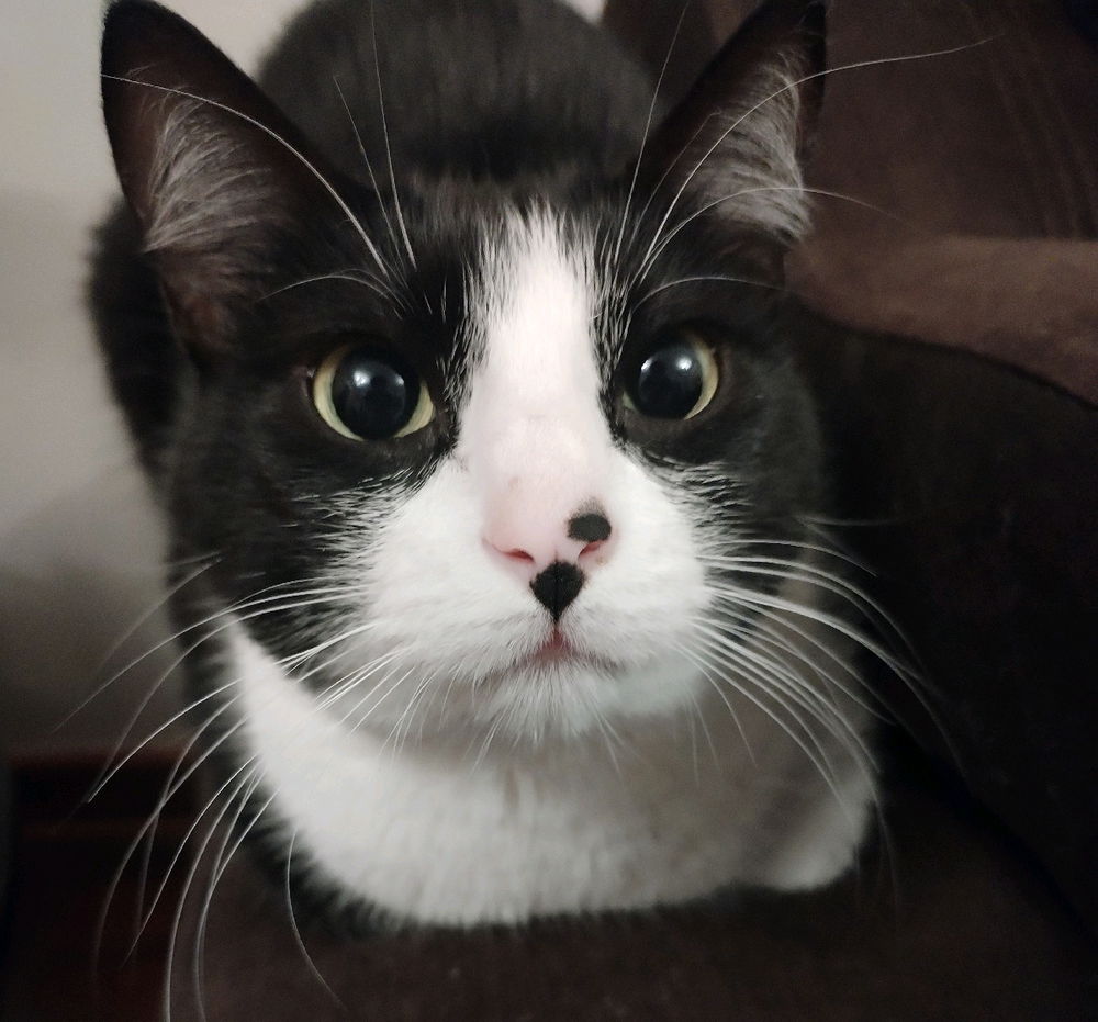 Mi gatina