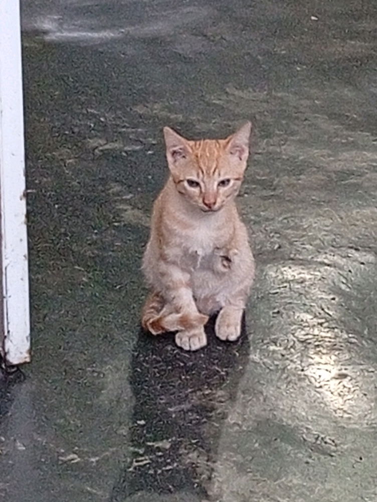 Mochi