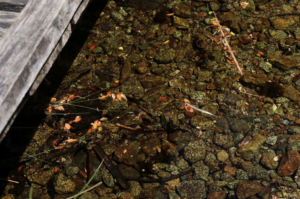 Agua