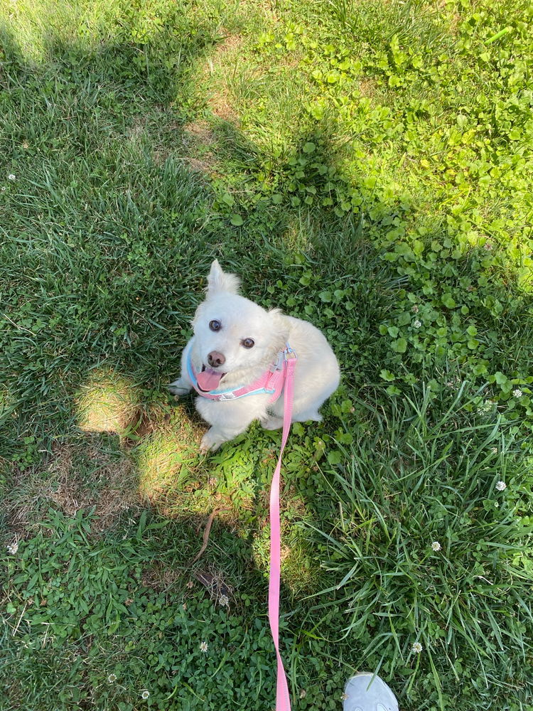 🐶