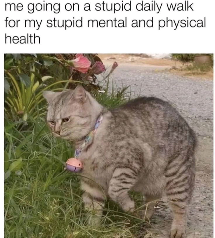 🐈