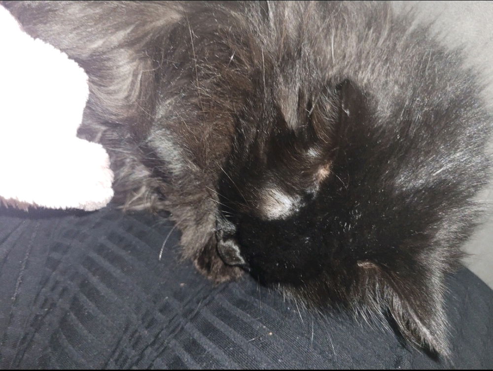 Minha gatita