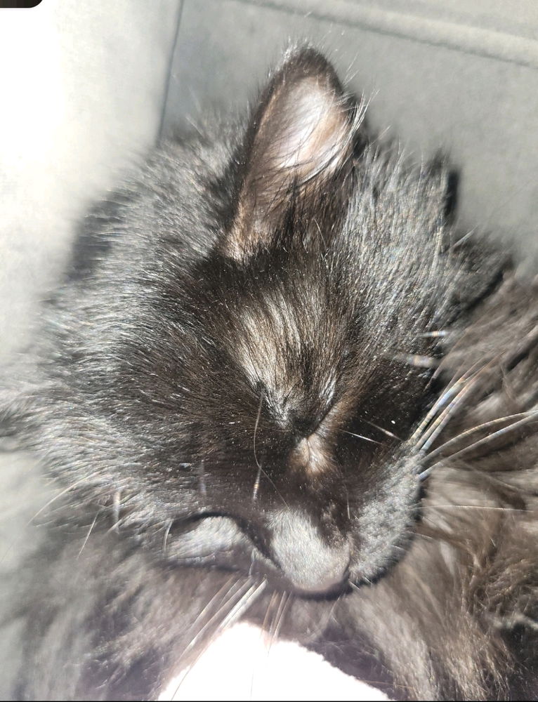 Minha gatita