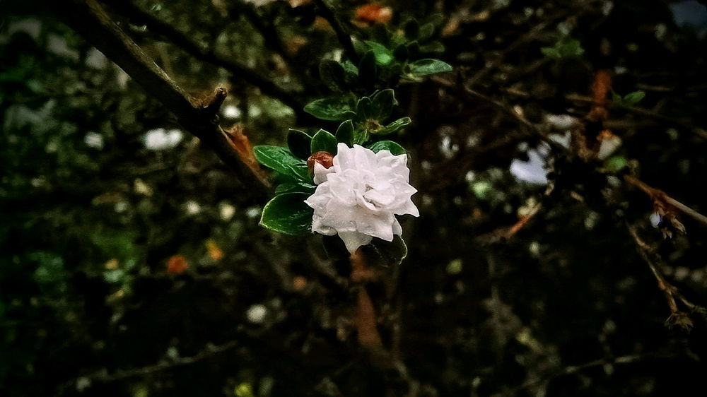 Flor diminuta (de nuevo)