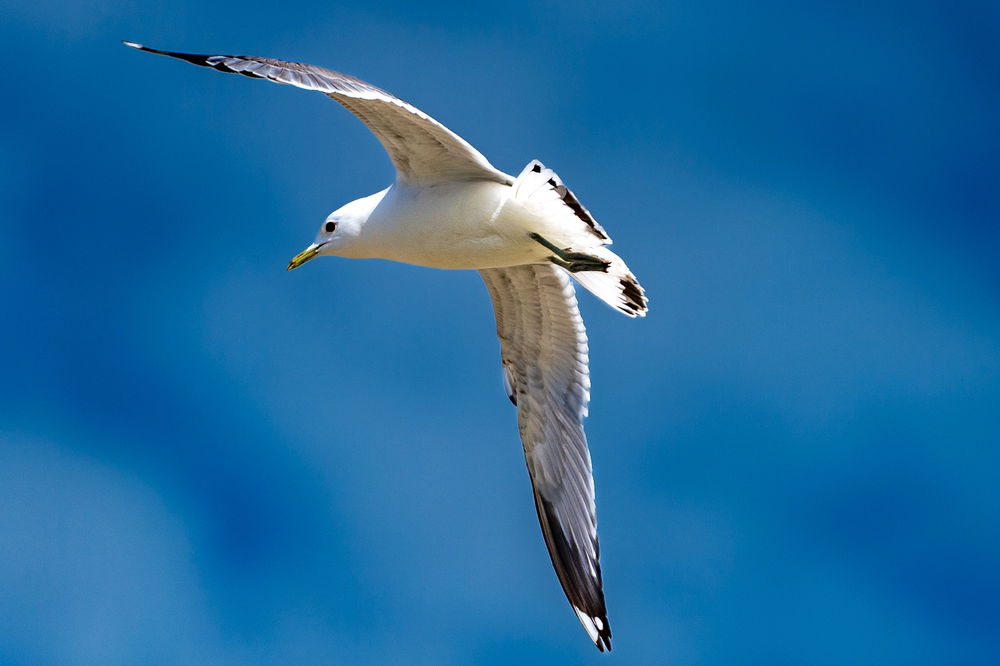 Soaring
