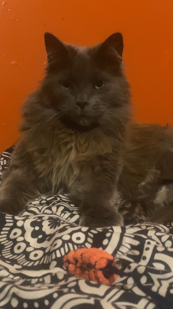 My cat