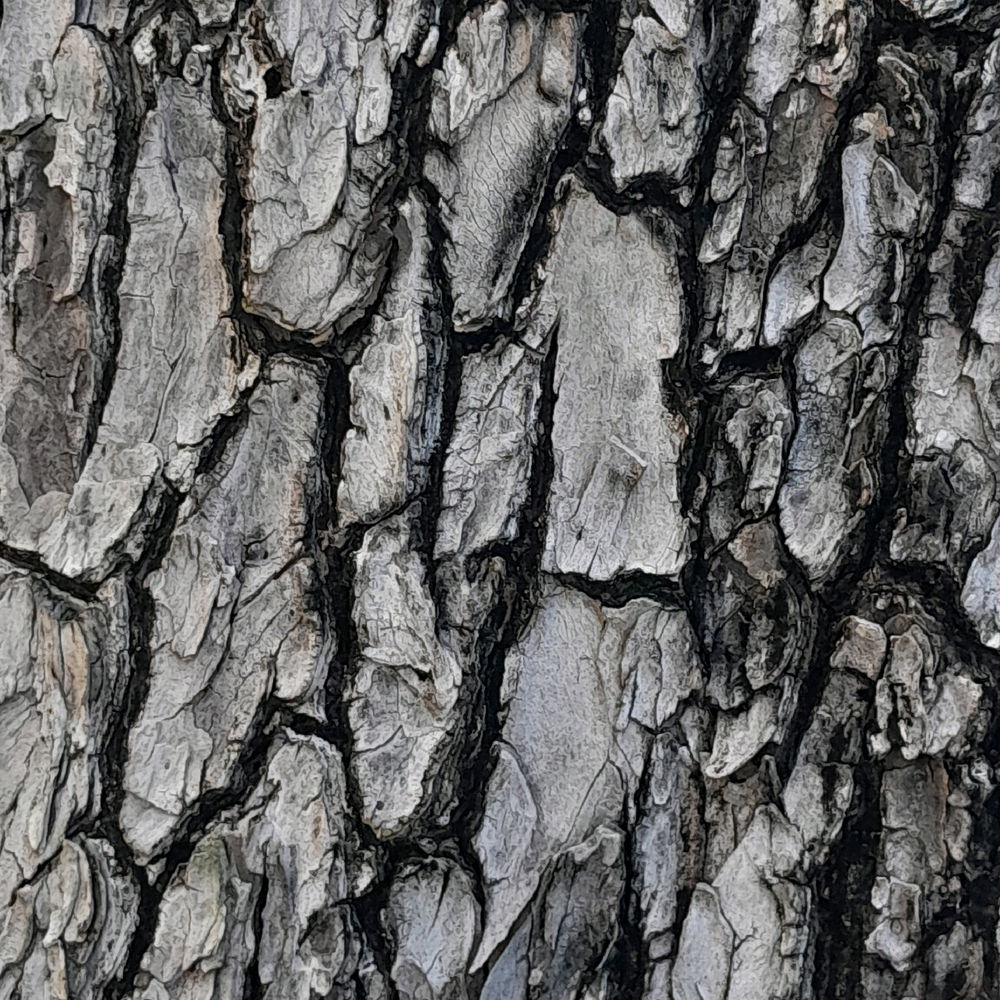 This was taken somewhere in southern west java beach, i just love the texture of this tree and took a picture of it.