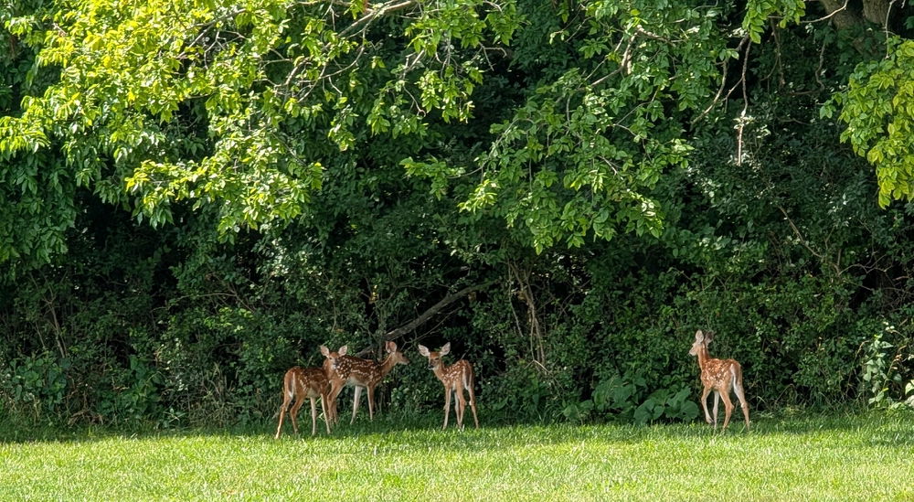 Deer 🦌 fawns hiding in shade.