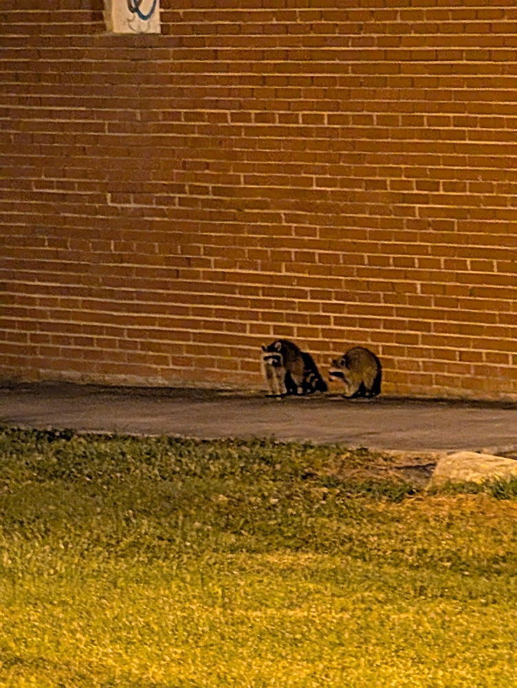 Baby 🦝 Racoons