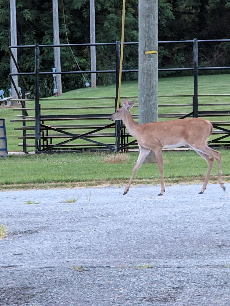 Loitering deer. 🦌