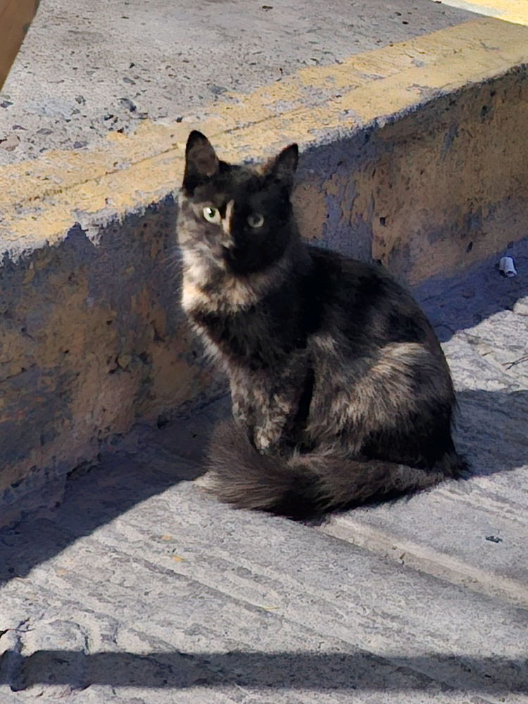 Gato