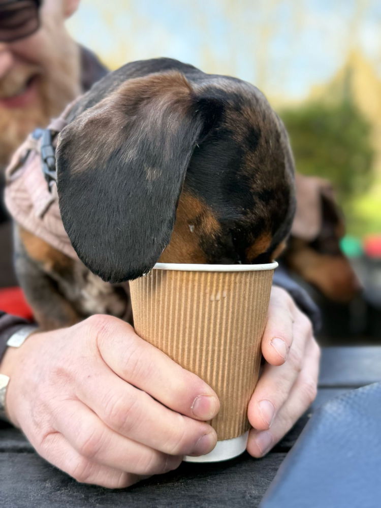 My pup loves the froth at the end of my coffee