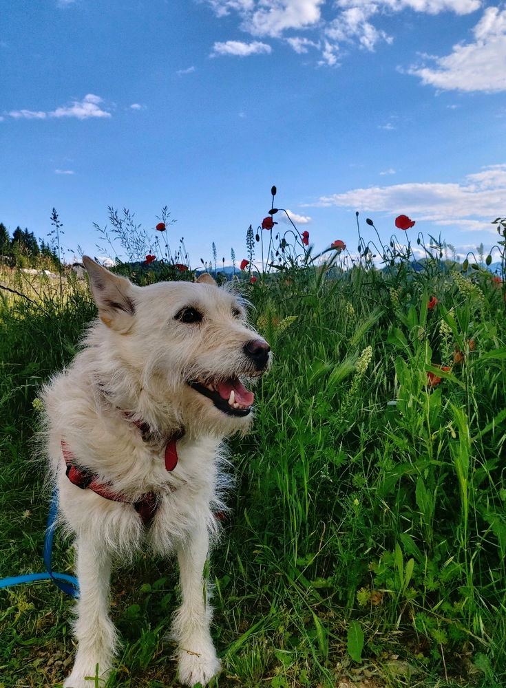 🐾🐾☀️