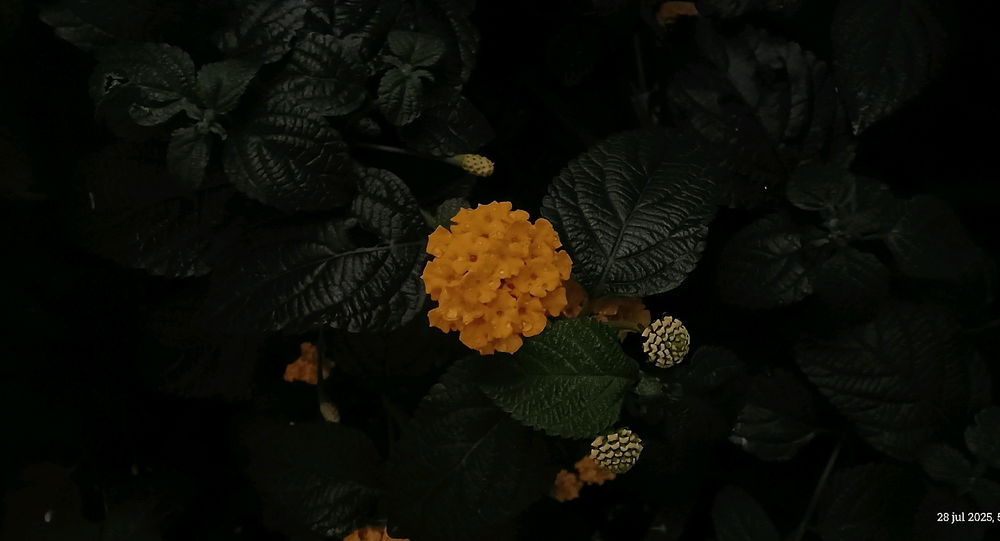 Ya terminé la otra flor