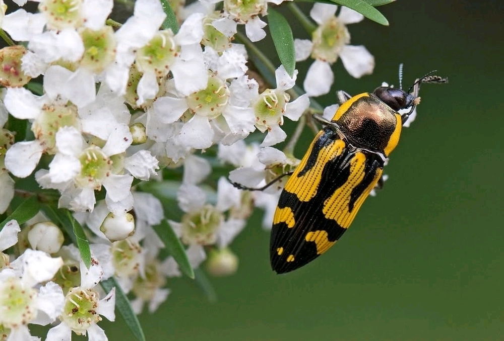 🪲🌿🌻🐞🌿🌻🪲🌿🐞